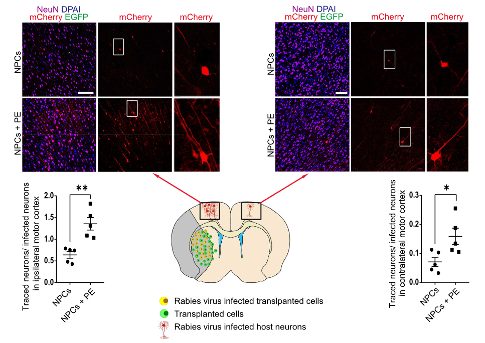 ادغام سلول‌های پیوند شده و بهبود عملکرد در مدل موش سکته مغزی حاد با استفاده از تمرین بدنی 
